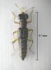 Stenus pallipes